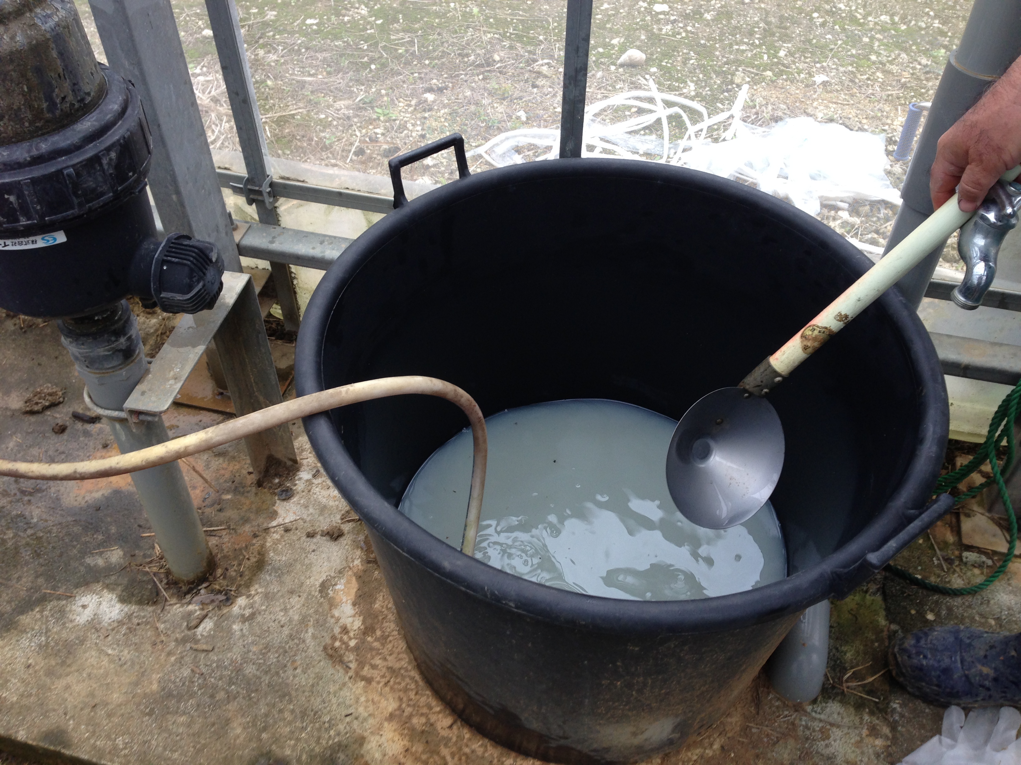 マンゴーへ液肥の葉面散布