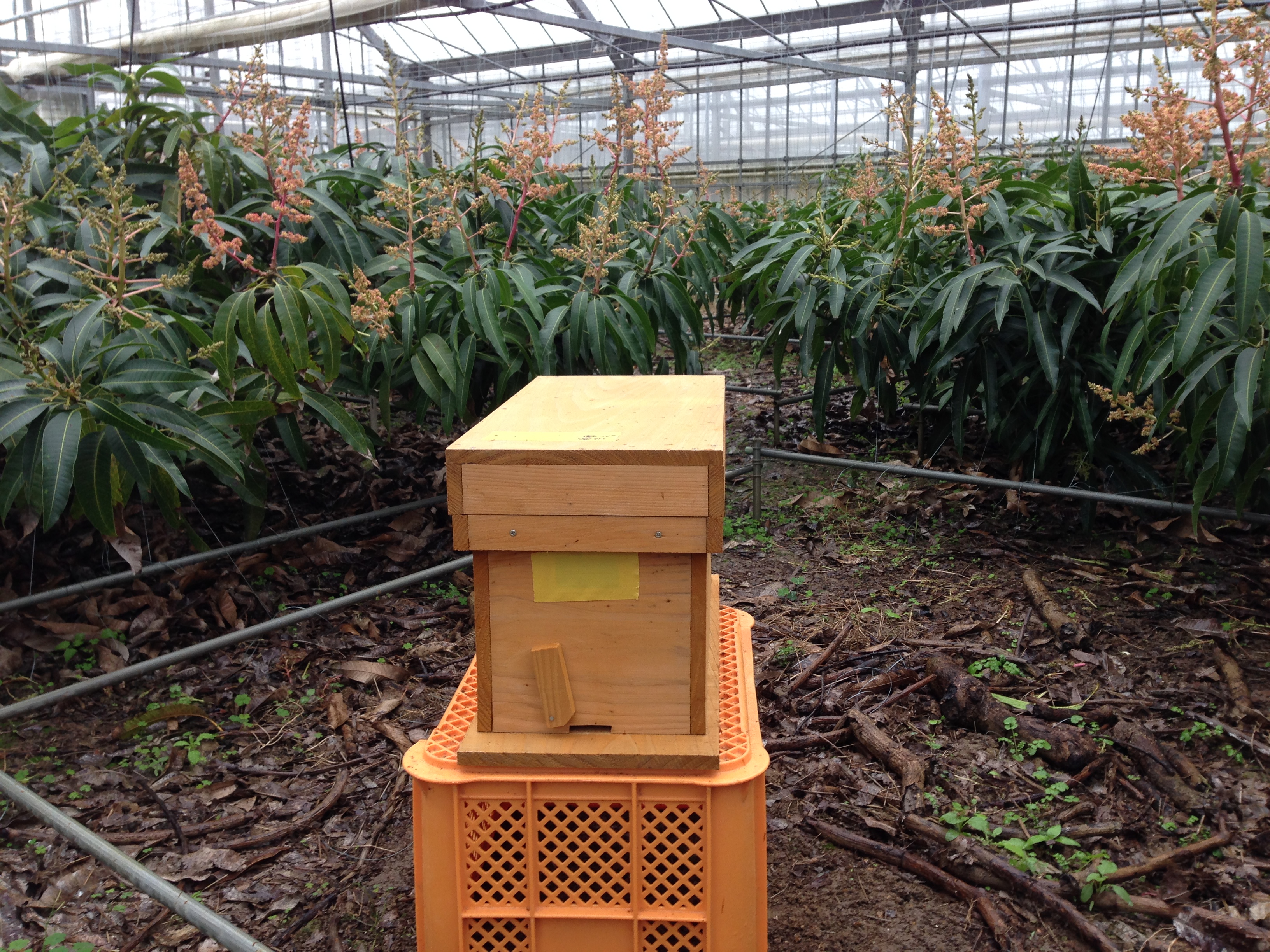 マンゴーの授粉のためのミツバチ巣箱