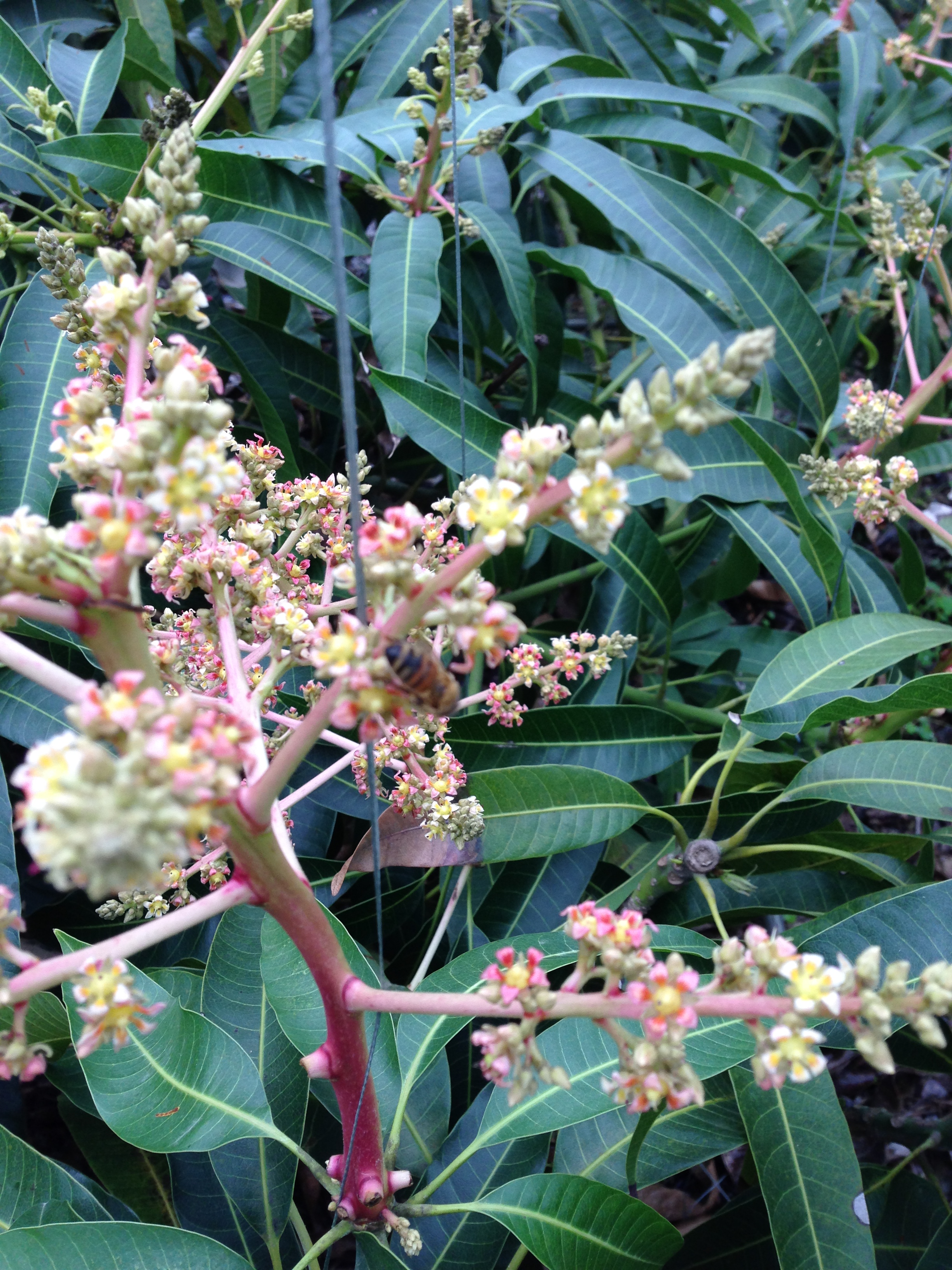 ミツバチによるマンゴー授粉の様子