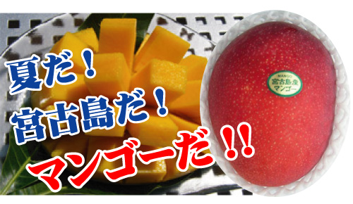 夏だ！宮古島だ！マンゴーだ！,マンゴー,宮古島産マンゴー,完熟マンゴー,アップルマンゴー,自宅用マンゴー,お手頃マンゴー,訳ありマンゴー,ミニマンゴー