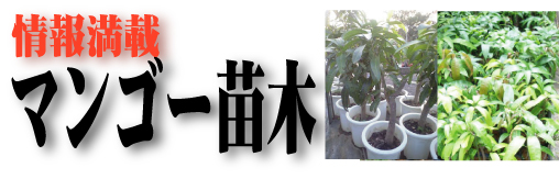 マンゴー苗木の情報満載です。趣味で栽培に挑戦される方、商業栽培に挑戦される方はご覧下さい