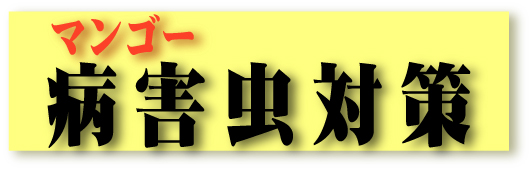 写真付きマンゴー病害虫対策