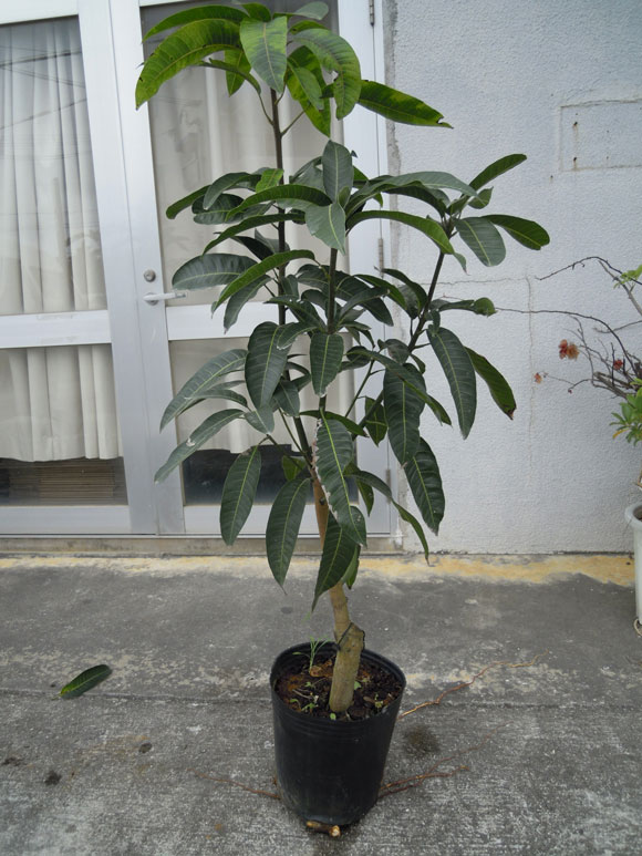 品種不明のマンゴー苗木