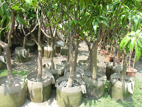 台湾マンゴー苗木生産者の４～５年木の出荷前の苗木