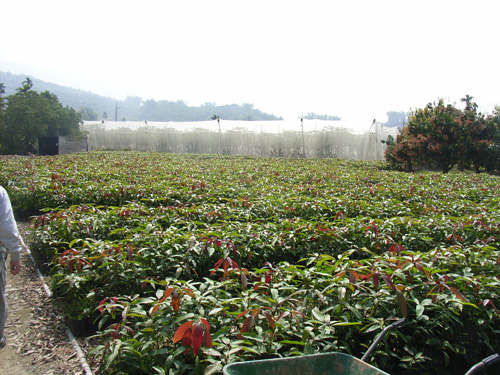 台湾のマンゴー苗木生産者の農園