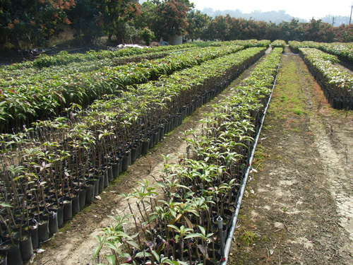 台湾で苗を生産している農園